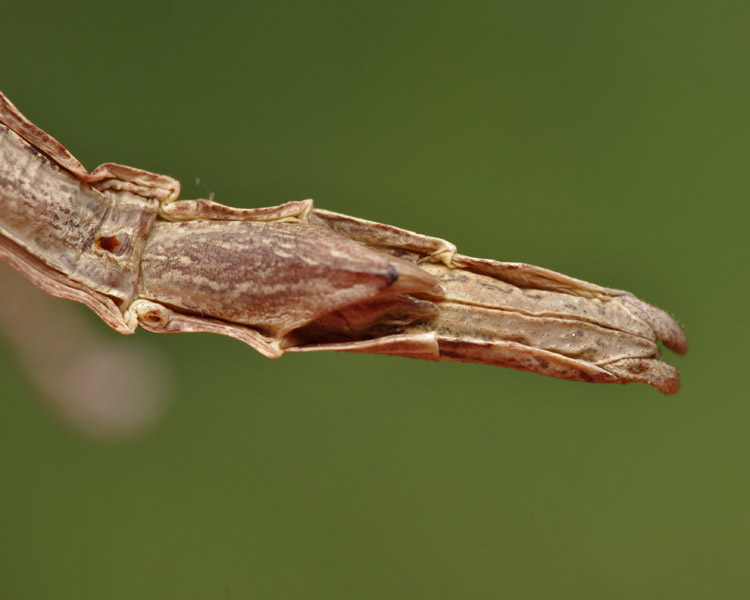 Bacillus rossius redtenbacheri